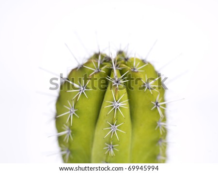 a close up of a cactus on a white background