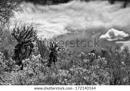 Desert plants against a dramatic sky are highlighted by a low sun during an approaching storm.
