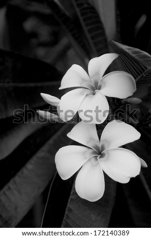 Frangipani are native to many tropical climates and have a beautiful, graphic simplicity. Showing them in black and white enhances their simple, symmetrical form.