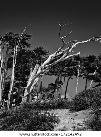 A tree on California\'s Pacific coast after a lifetime of being swept by the strong ocean winds.