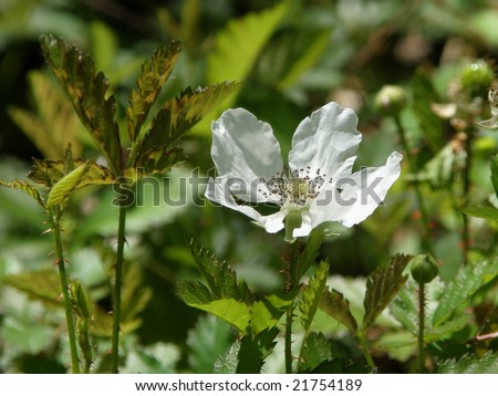 Blackberry Leaves