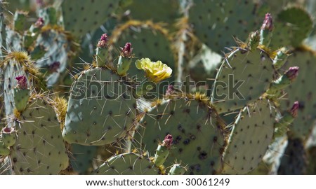 Prickly Pear Cactus in Bloom