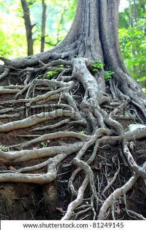 root of tree