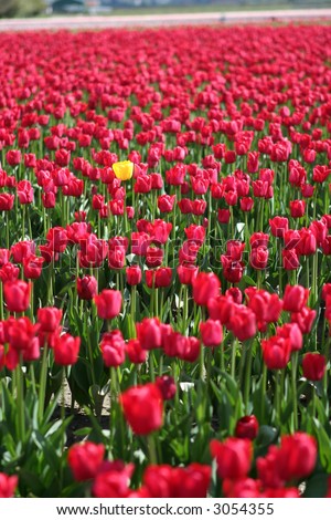Field of red tulips with single yellow tulip standing among them.