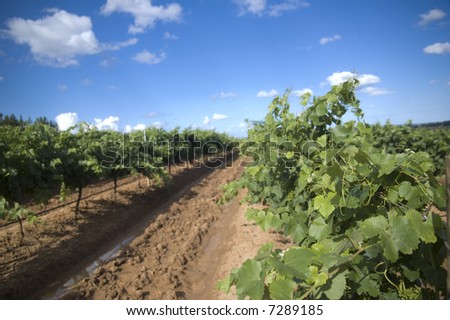 Vineyard in the Hunter Valley NSW Australia