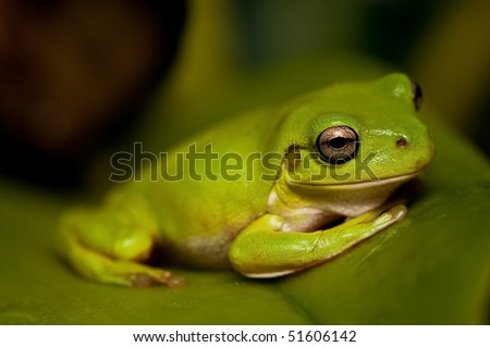 Closeup view of a green tre frog sitting on a leaf.  Part of a series