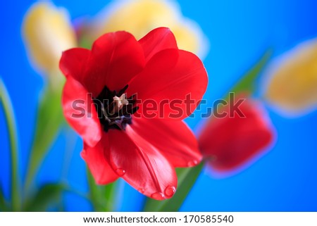 Red Flower, open red tulip isolated against blue