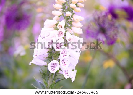 Purple flower, isolated in a garden