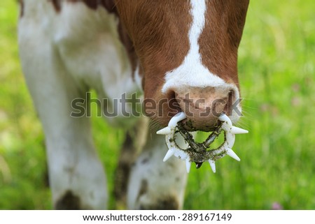 Nose ring, close up of a bull training nose ring