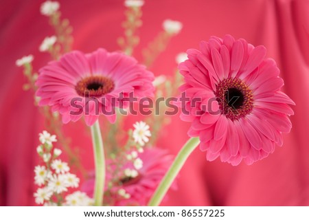 Beautiful pink flowers isolated against pink background