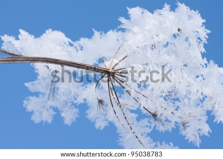 Frozen flower, isolated against blue sky