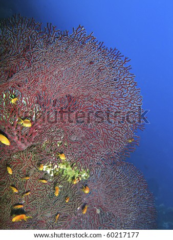 Splendid knotted fan coral (Acabaria splendens). Ras Za\'atar, Ras Mohamed National Park, Sharm El Sheikh, South Sinai, Red Sea, Egypt.