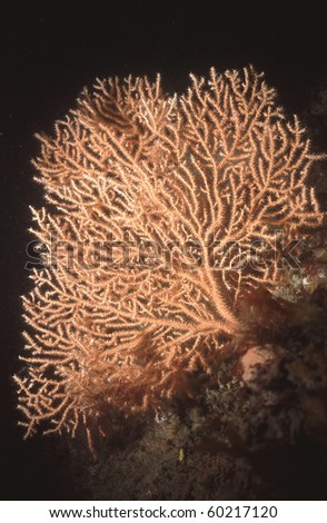 Fan Coral Eunicella verucossa, Sark, British Isles