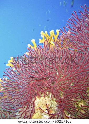 Splendid knotted fan coral (Acabaria splendens).Ras Za\'atar, Ras Mohamed National Park, Sharm El Sheikh, South Sinai, Red Sea, Egypt.
