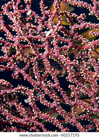 Splendid knotted fan coral (Acabaria splendens). Ras Za\'atar, Ras Mohamed National Park,Sharm El Sheikh, South Sinai, Red Sea, Egypt.