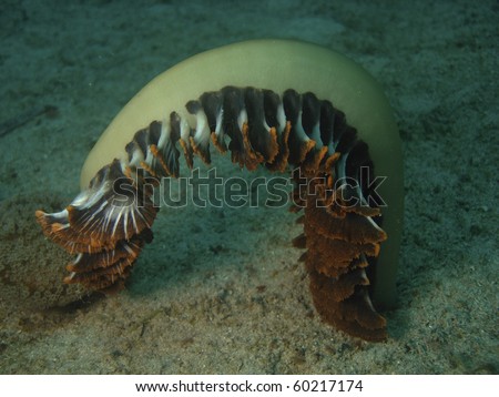 A large Feather Sea Pen ( Sarcoptilus grandis ) too heavy to hold it\'s self upright. Sabang Beach. Philippines. Taken 2007