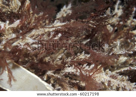 Red Algae spp., clump of red seaweeds encrusted by bryozoans, St Abbs, Scotland, UK  NORTH SEA