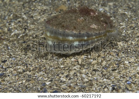 Queen Scallop (Aequipecten opercularis),  small edible scallop showing wide open position, highly prized food source, St Abbs, Scotland, UK