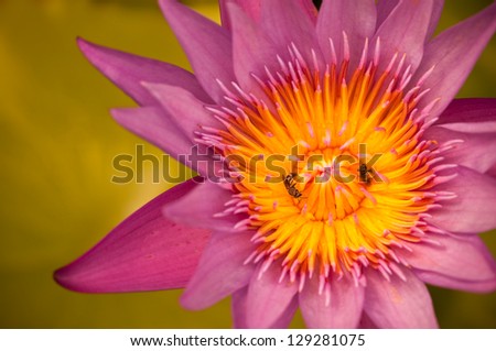 insect and purple water lily in garden