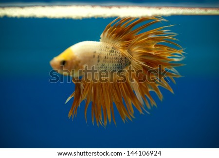 gold color siamese fighting fish focus on his crown tail