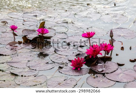pink water lily in a lotus pond