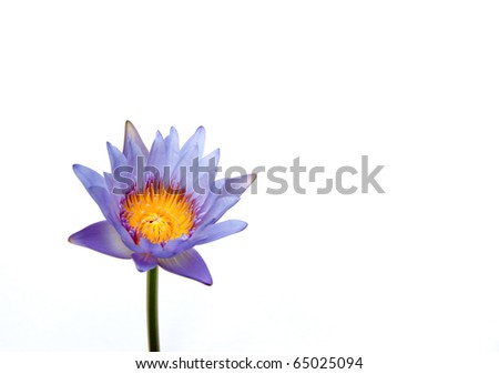 purple water lily on white background