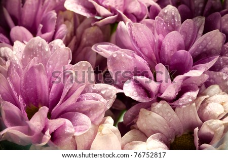 purple chrysanthemum or golden flower with rain drop