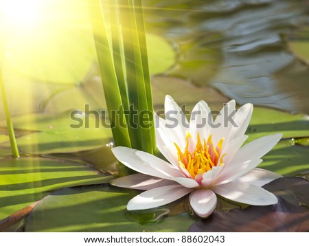 beautiful lotus flower background