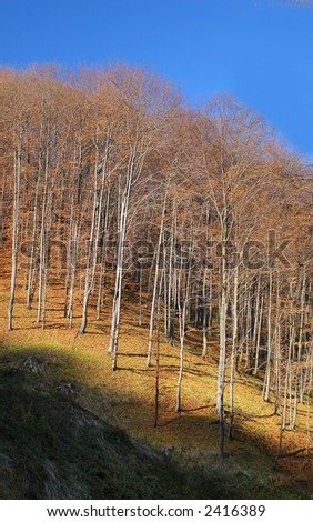 spine of the hill, full of tall trees in autumn