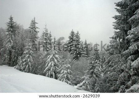 Pin trees covered in snow