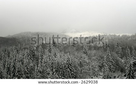 Landscape of a vast pin tree forest in the fog in winter