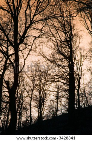 creepy trees at night. stock photo : Creepy forest