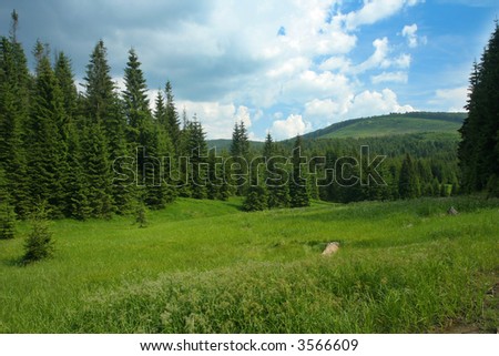 Summer pin tree forest landscape with rain clouds