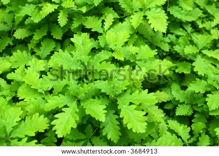 Light green oak leafs foliage