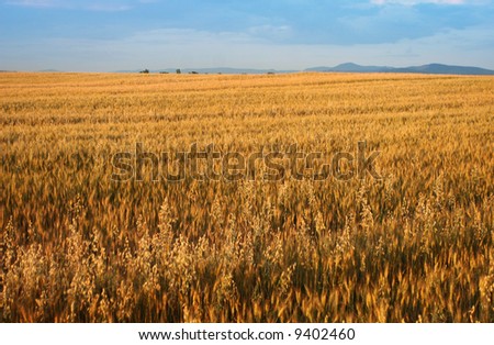 Endless grain fields during late summer