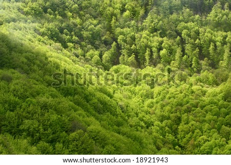 A large green summer forest seen from above