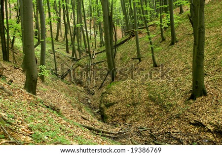 A dried forest valley