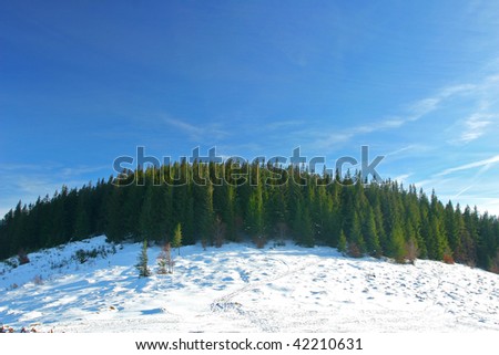 Round hill top edge with  evergreen forest in winter.