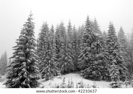 Cold and snowy winter groove with evergreens and white snow and skies.