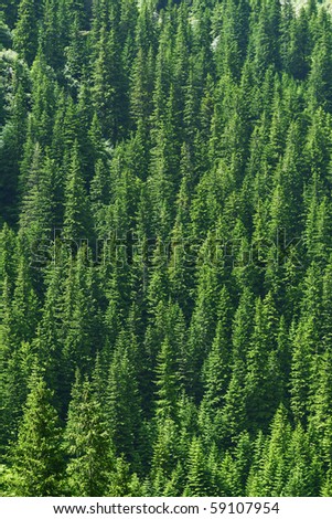 Dense pine trees forest texture