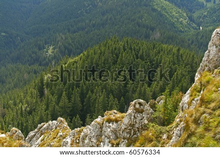 Evergreen forest beyond mountain creek