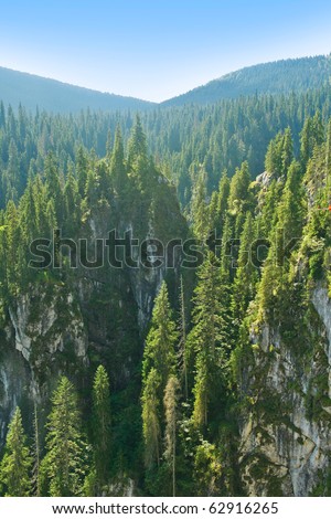 Fir tree forest over rocks seen from above