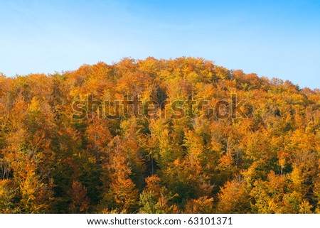 Yellow autumn forest texture