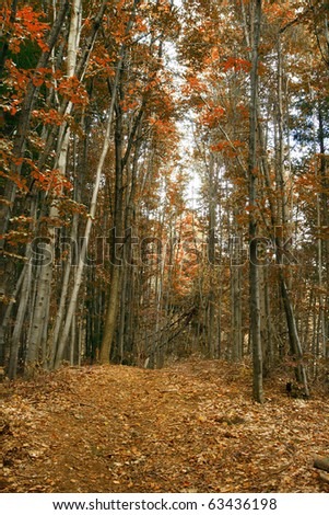 Autumn Rusty Forest Alley