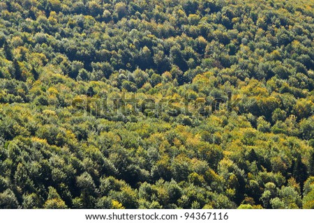 Forest layers seen from above