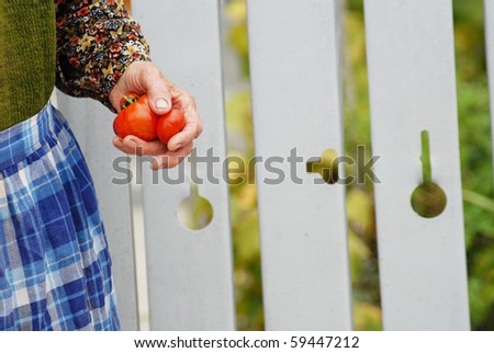 fresh tomatoes in woman\'s hand