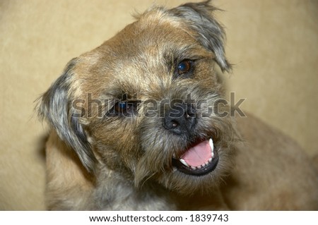 border terrier looking at you