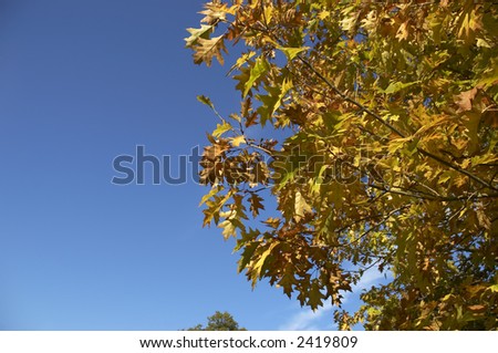 Autumn colourful foliage of oak leaves on a  blue sky background