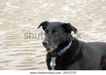 A black dog on the beach when the tide is out