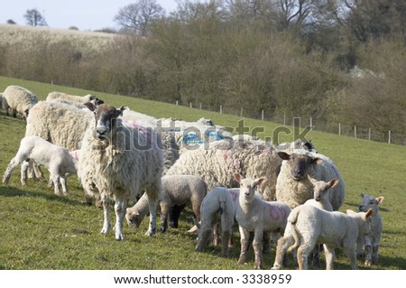 A flock of sheep in a field at feeding time